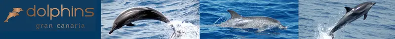 banner-dolphins1